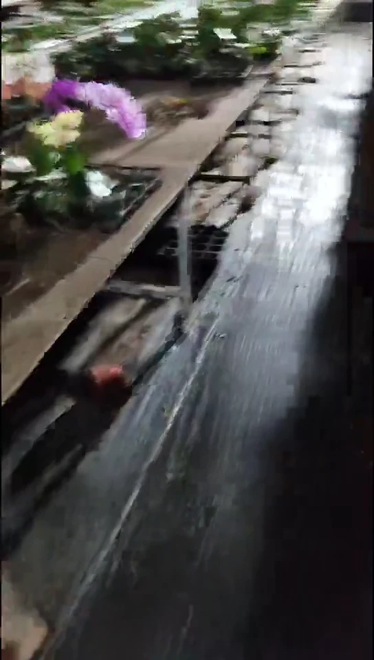 当前无花栽培后可以开花亮亮福利