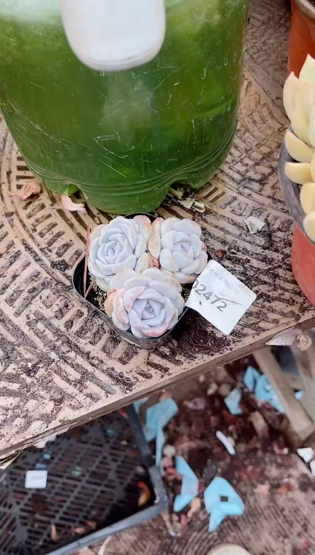 【闪购商品】03471