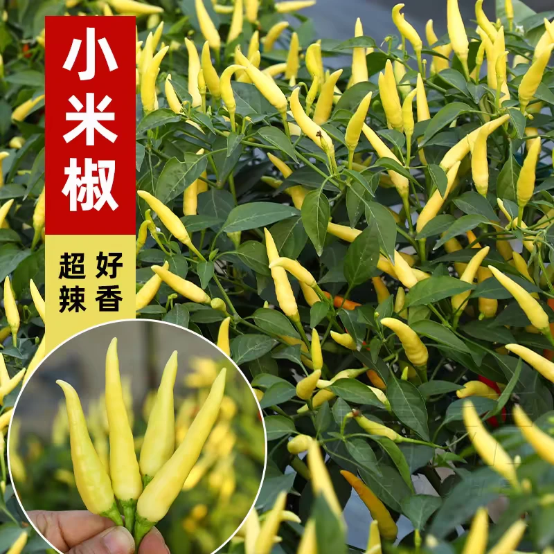 小米椒苗泡椒特辣辣椒苗蔬菜苗蔬菜种子辣椒种子阳台四季盆栽辣椒