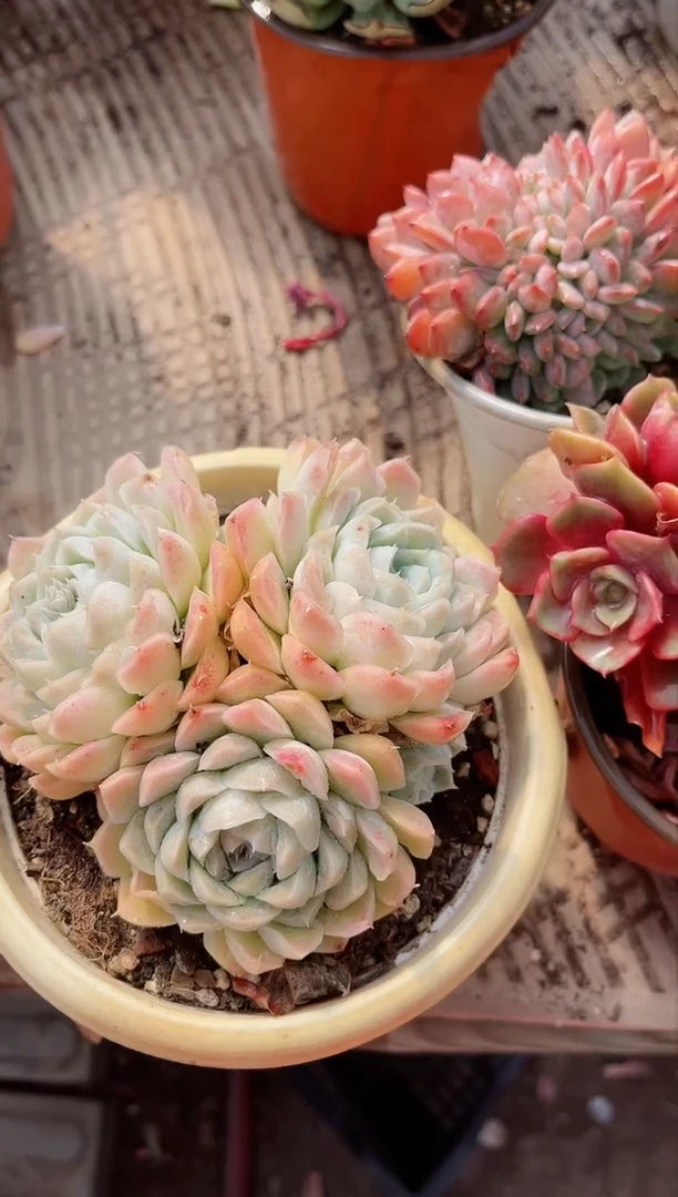 【闪购商品】06391