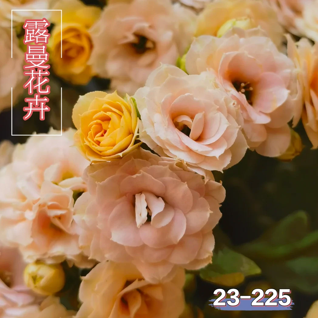 23-225【奕荨长寿花】重瓣中大花带花苞耐旱好养喜光照花卉盆栽绿植