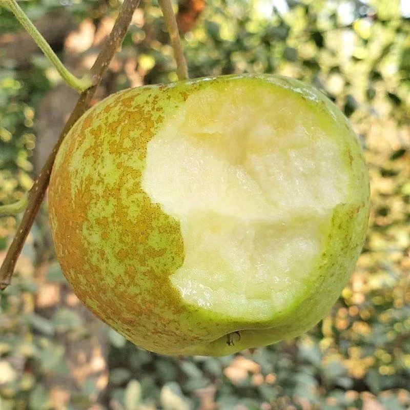 【2025新果】海拔高山新鲜酸甜脆金帅麻脸青苹果皮薄多汁现摘现发