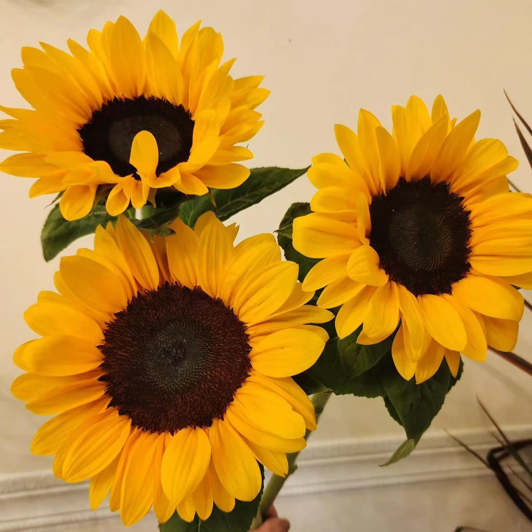 月姐专属『向日葵3支』全场任意满两单鲜花顺丰包邮 满二单顺丰包邮 鲜花直播批发次日达包邮