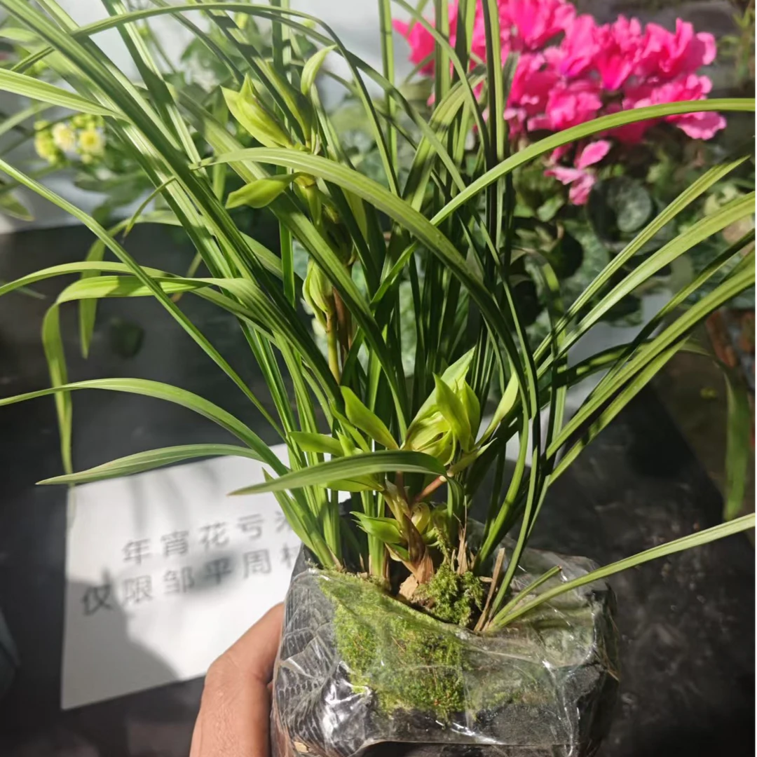 年宵花春兰奇花大唐盛世 香味浓正