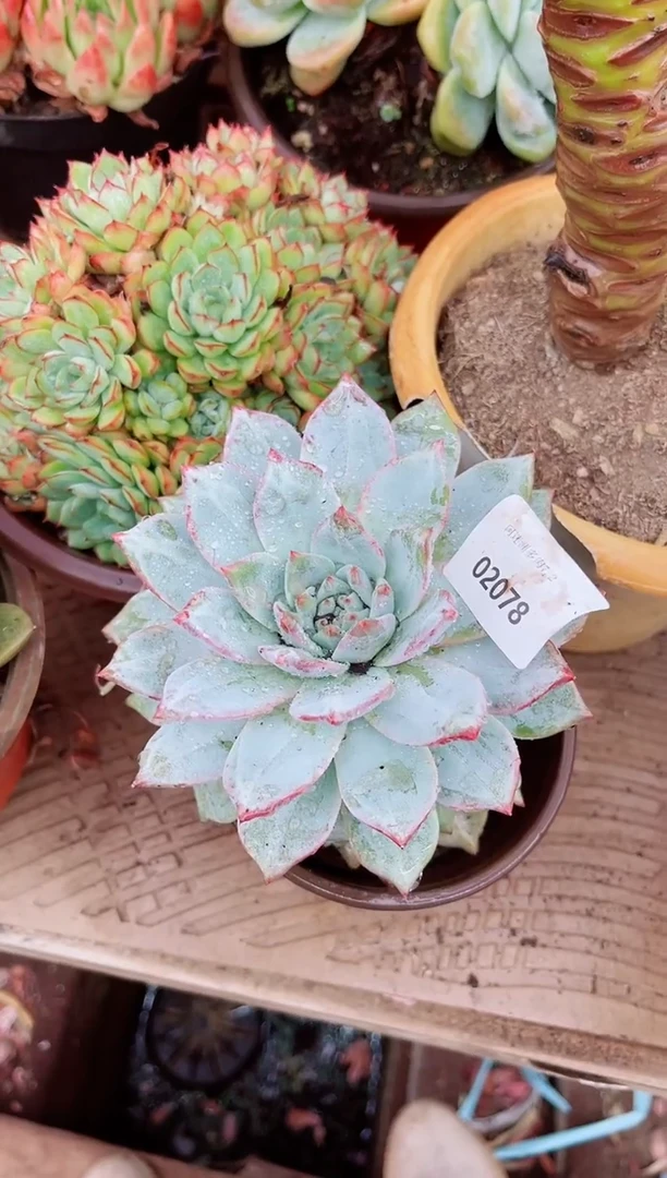 云**飘02078多肉植物一物一拍