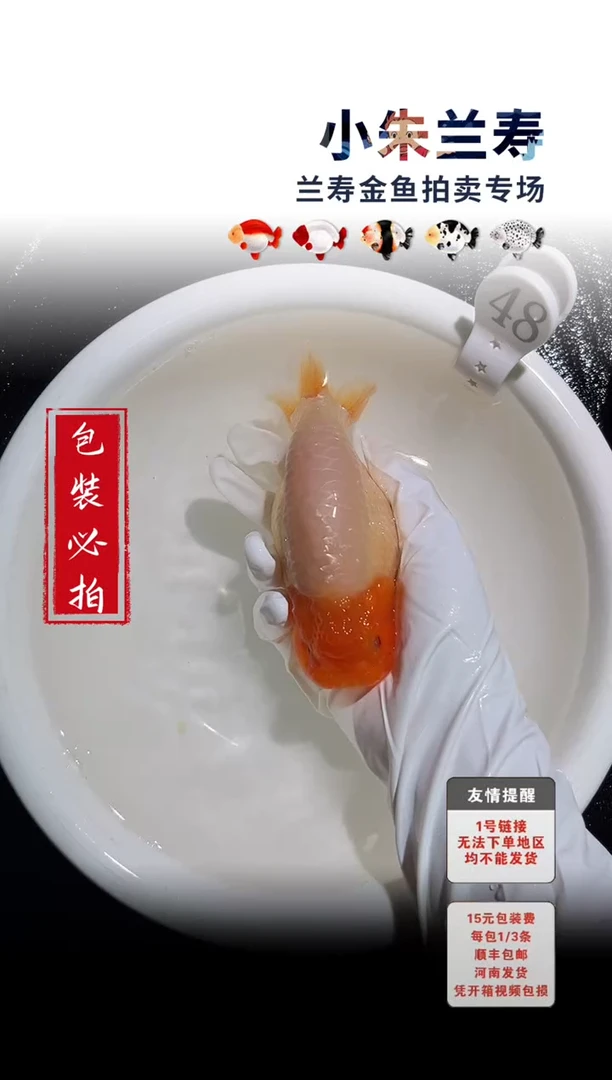金鱼包装必拍未拍顺丰到付48号