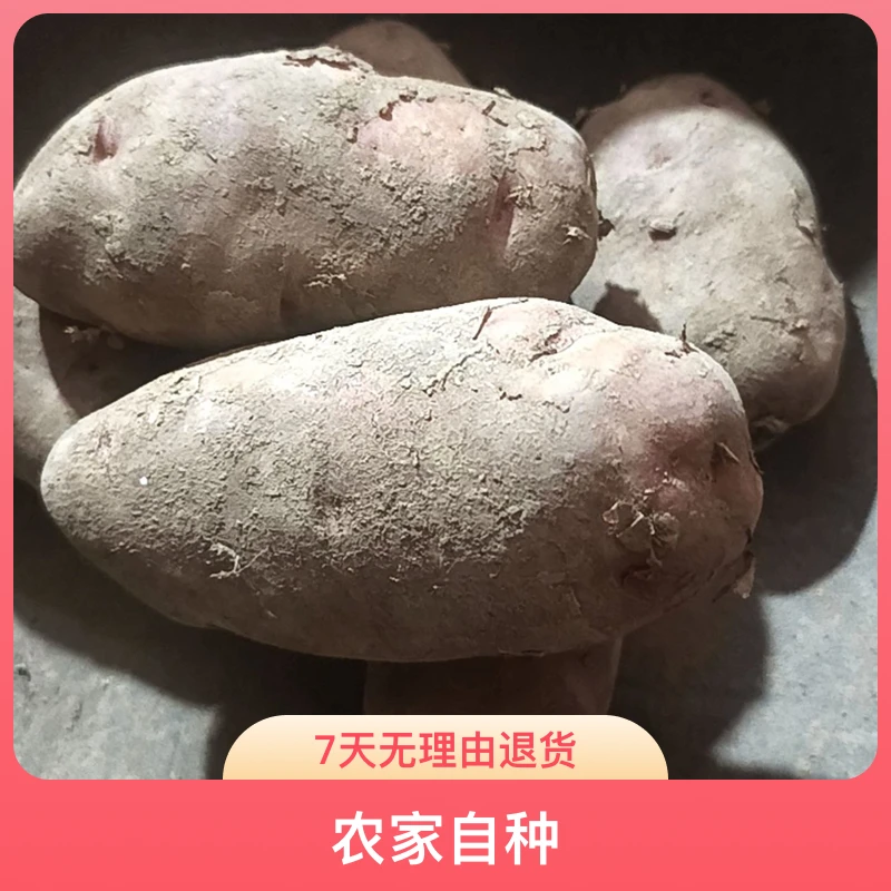 贵州毕节农家自种不打农药红皮白心土豆