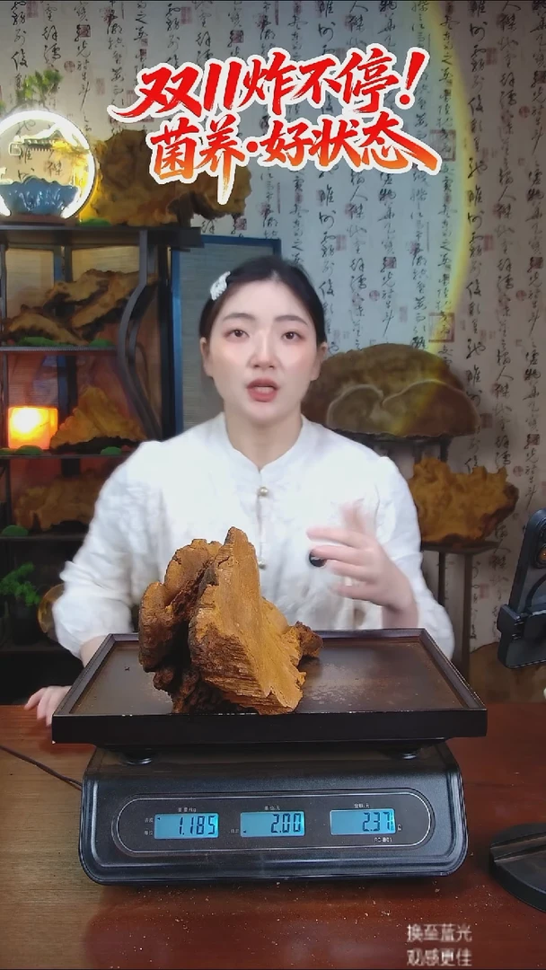 松针层孔菌中国大陆【藏区 野生】松树桑黄（2.37斤）30-40年份