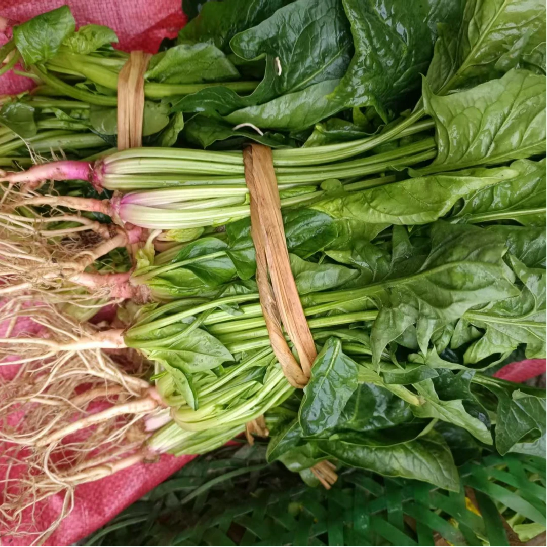 农家地头现拔鲜嫩菠菜