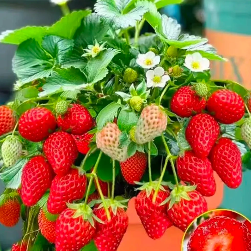 【5棵包邮+送肥料】四季盆栽草莓苗阳台庭院草莓苗带泥团发货混苗