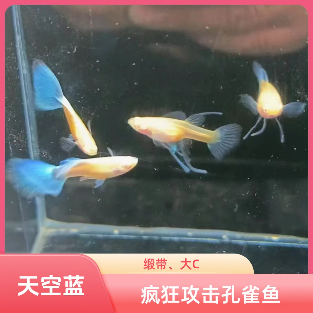 疯狂攻击孔雀鱼之天空蓝