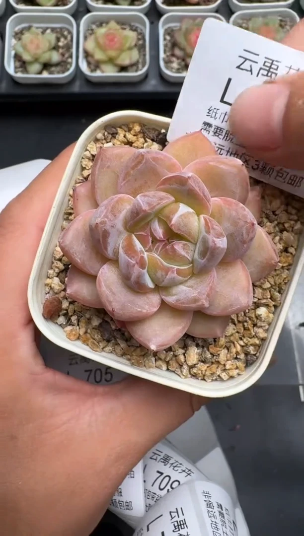 702L当天拍3颗包柚 带盆土纸巾打包 云禹花卉 珍妮多肉植物