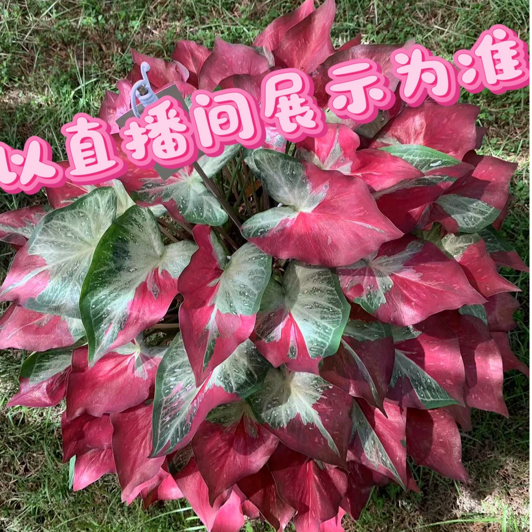 热带植物            泰彩钟无艳一颗        具体以直播展示为准