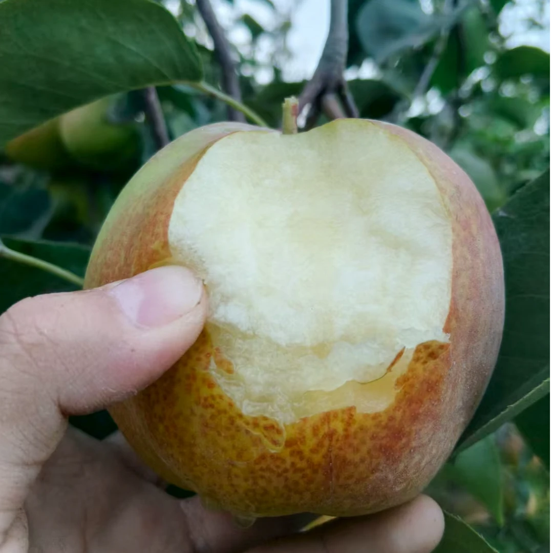 新疆水果当季热卖整箱玉露库尔勒香梨雪梨产地直发包邮梨子寿桃