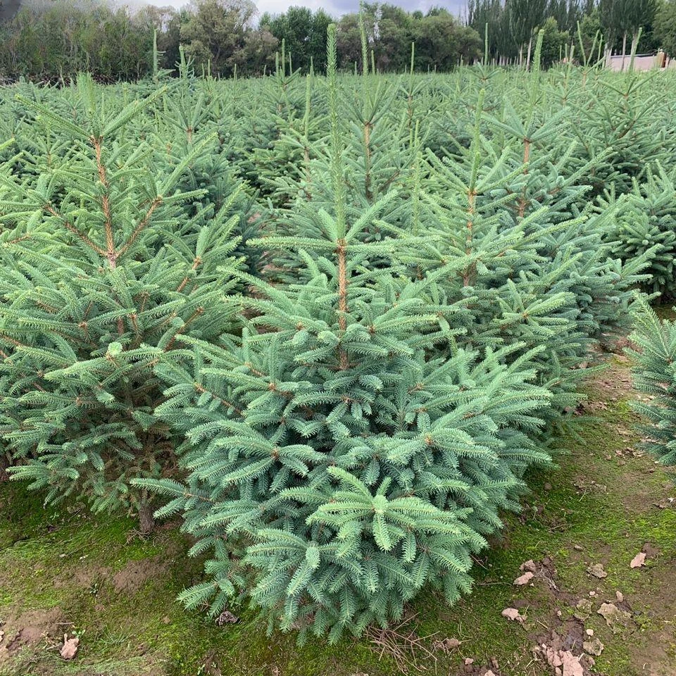 欧洲云杉真树真正的松树圣诞树挪威云杉树苗鲜活室内外盆栽耐寒