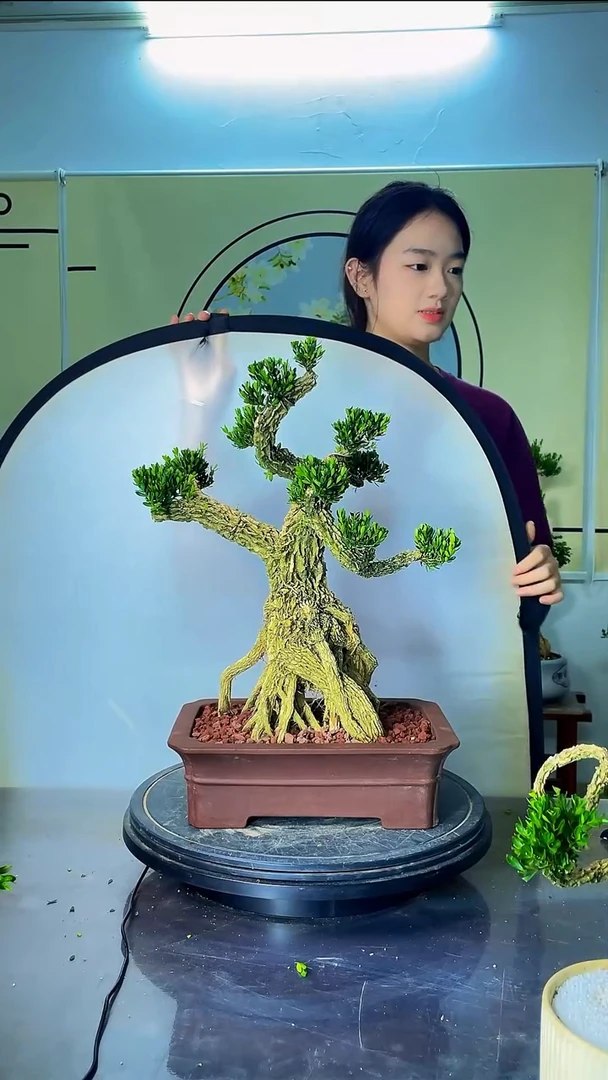 完全开放广东皱皮雀舌黄杨高端盆景