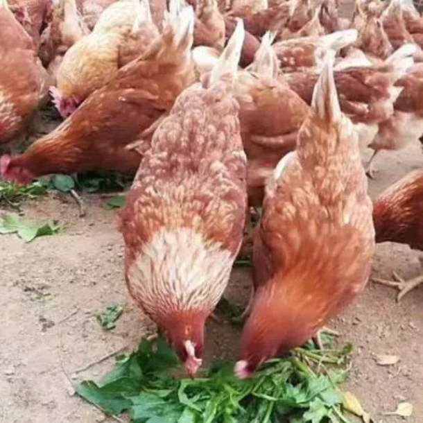 特价金凤土鸡170天（两只装）适合焖，白切，清水，劏前一只重约3.2斤左右同城配送鸡肉同城配