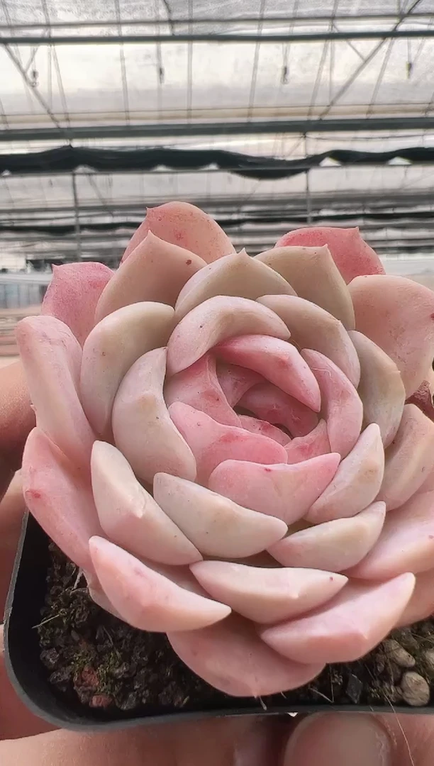 【闪购商品】新款多肉-81