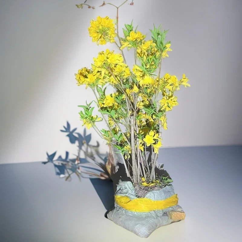 杜鹃黄花映山红绿植盆栽2(一物一拍下单需备注)