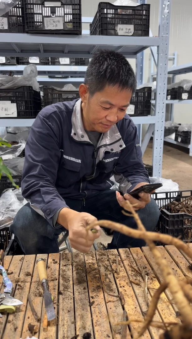 木*屁108 木小屁  小鹿