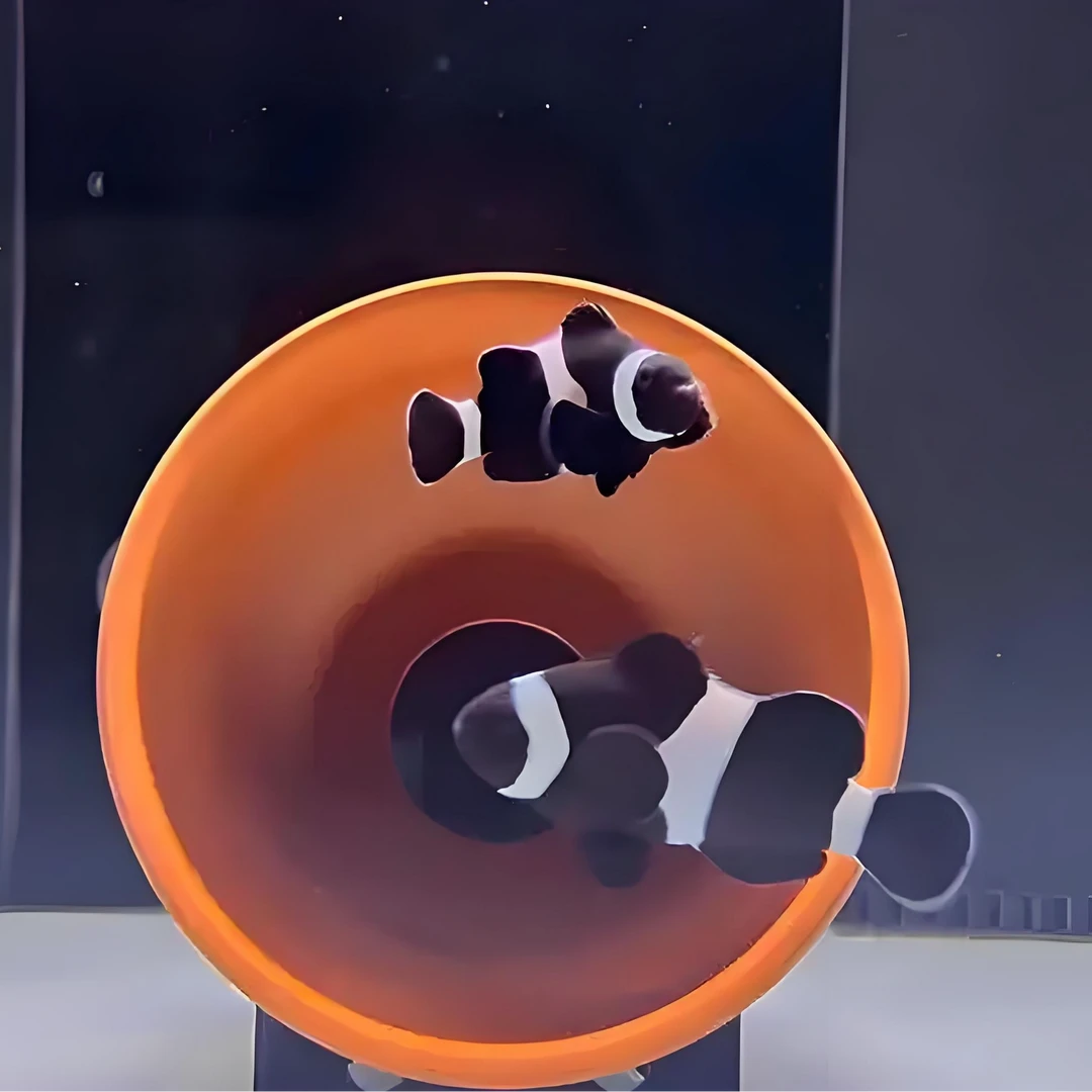 热带海水观赏鱼人工饲养小丑鱼活体鱼海洋生物