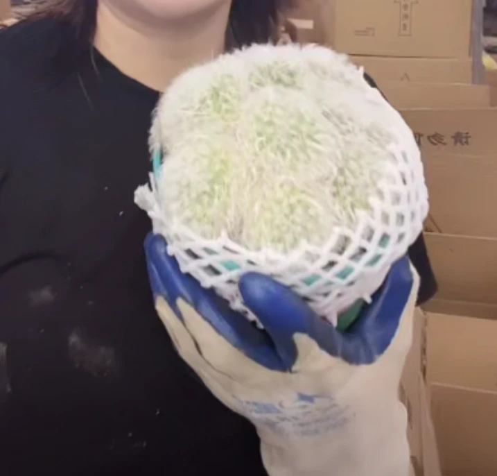 二妹园艺【 1颗  大号白云高砂   实生根 】带盆土随机发货