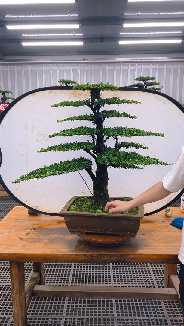 无花朵海**梨精品盆景直播间一物一拍
