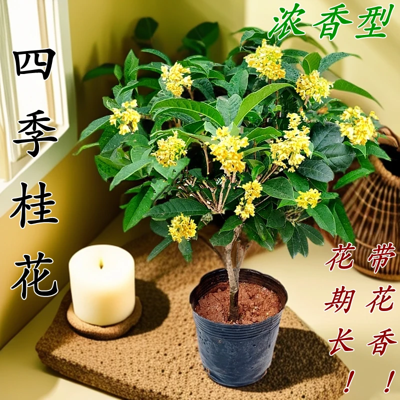四季桂花树苗带花苞四季开花浓香型阳台盆栽室内绿植好养易活