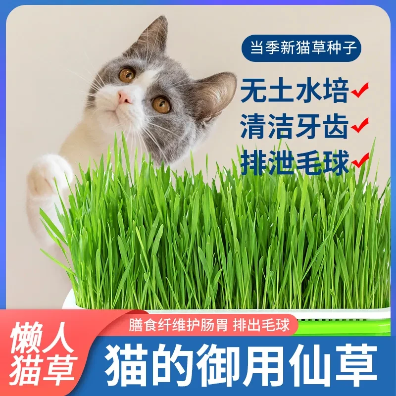种子自种绿植水培土培盆栽种植小麦种子幼猫宠物零食浪漫七夕礼