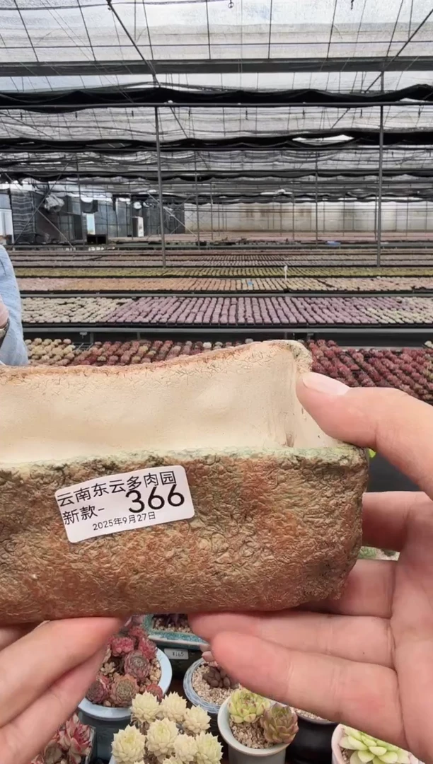 东云多肉园新款-366