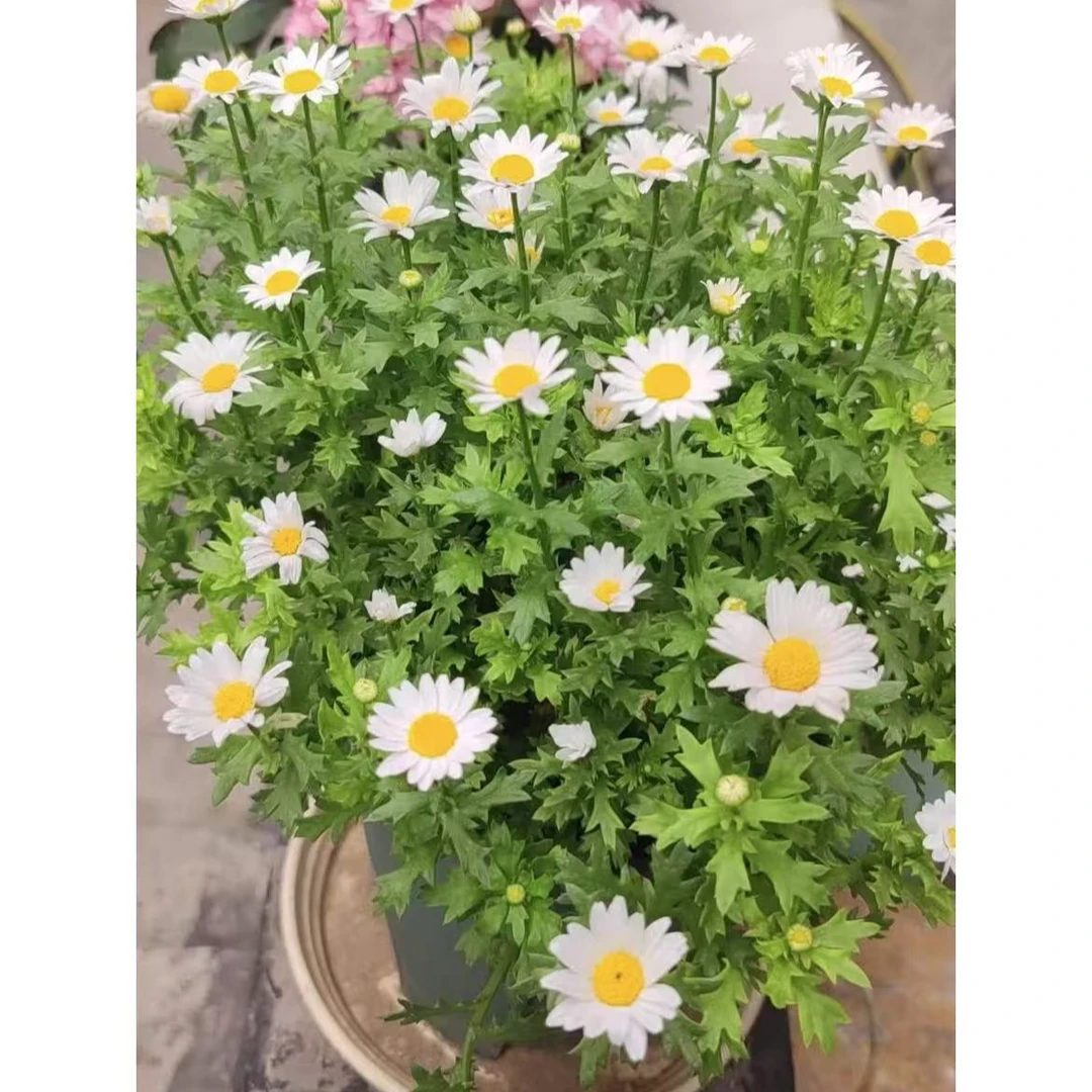 白金菊-150#盆 玛格丽特盆栽带花苞