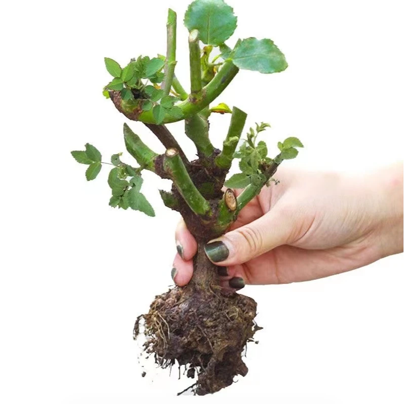 5颗混色【玫瑰花苗】玫瑰盆栽月季花苗基地现挖修剪发货多季开花