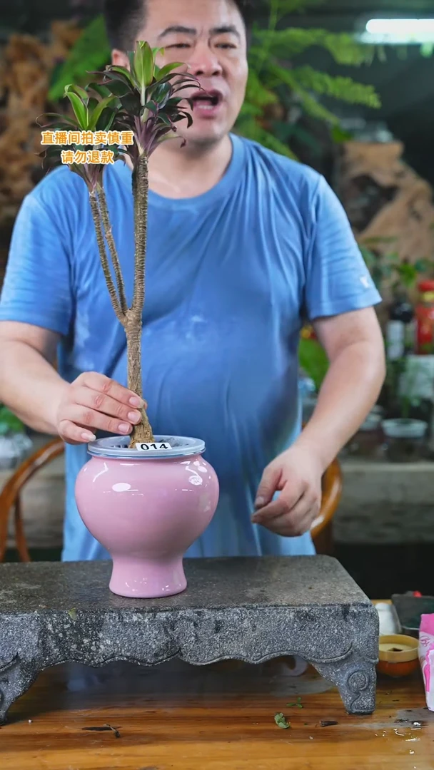 当前无花栽培后可以开花巧克力朱蕉014T