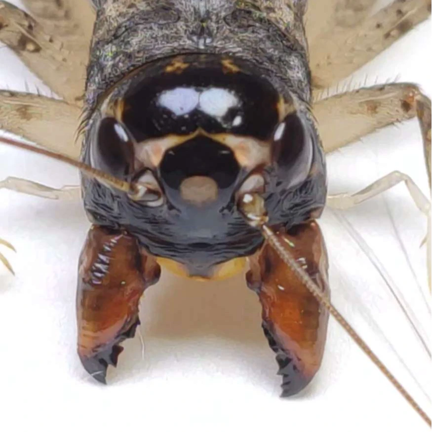 宏焱 蟋蟀 鸣虫