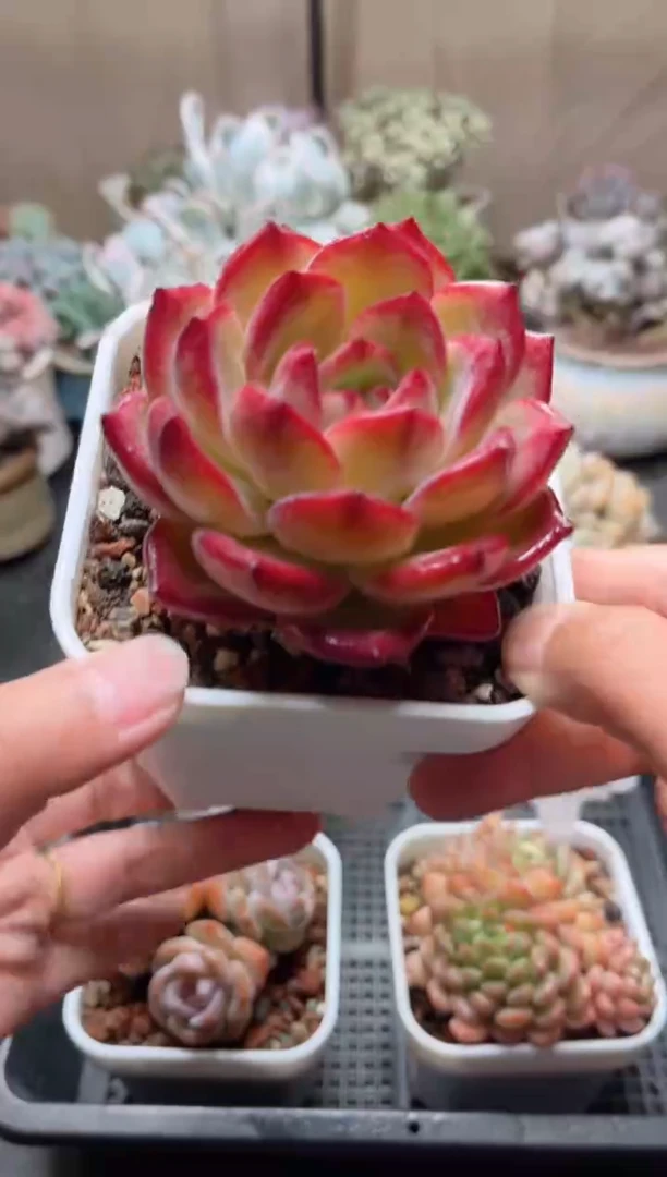 1452夜魔侠...........