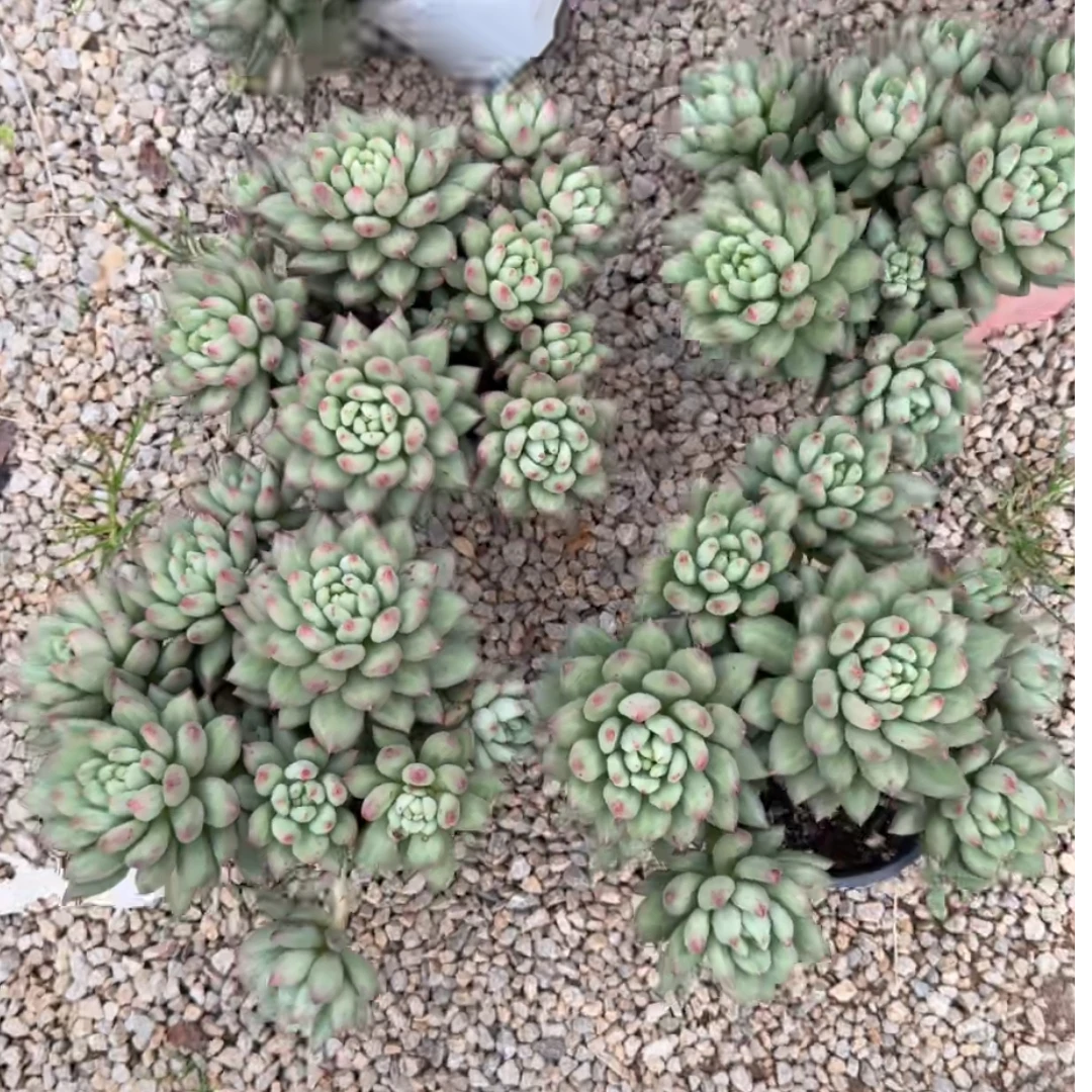 植迷园艺多肉植物9月12日米其林小群