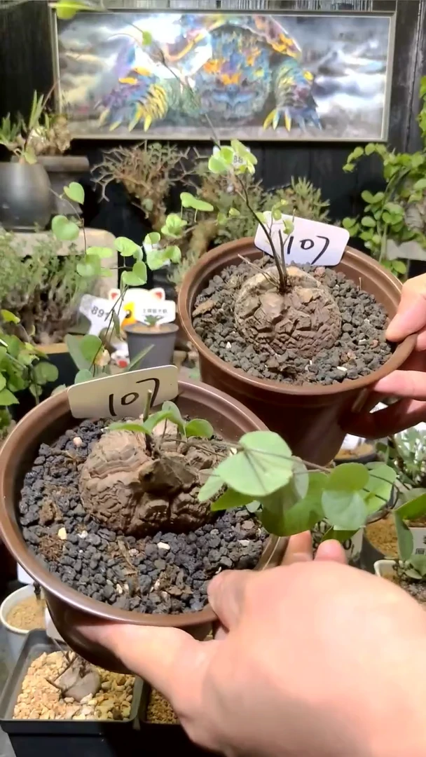 107号1203福利南非龟甲龙买一送一