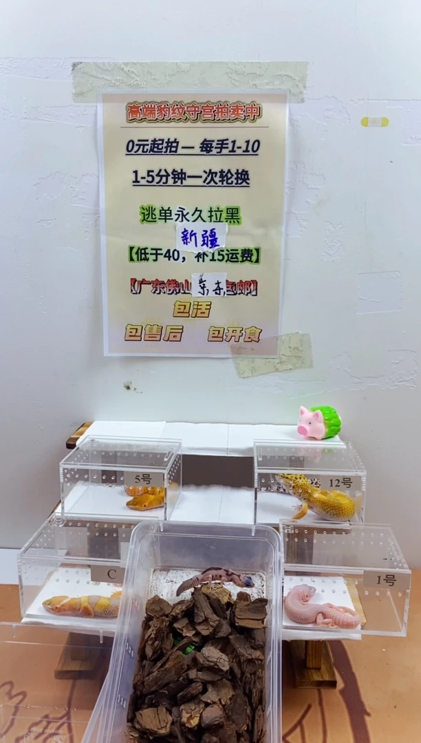 豹纹守宫豹纹守宫幼苗亚成体成体肥尾