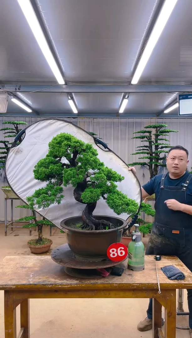 无花朵精品盆景 一物一拍