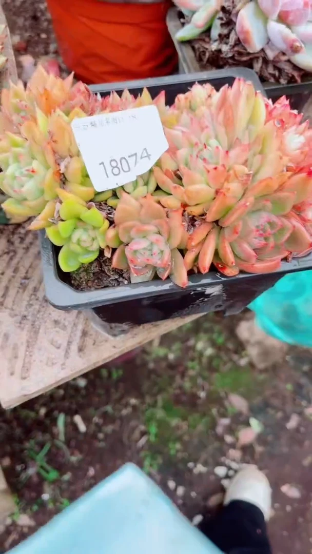 月*跃跃精品多肉18074