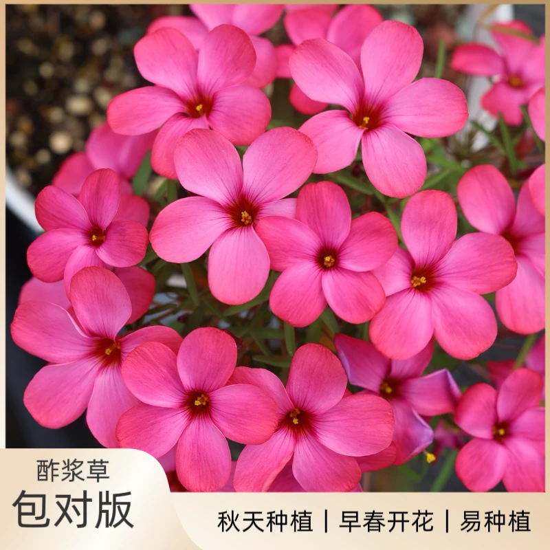 花园一只猫【早花酢浆草】种球合集糖霜 红丝绸 秋天种植球根花卉