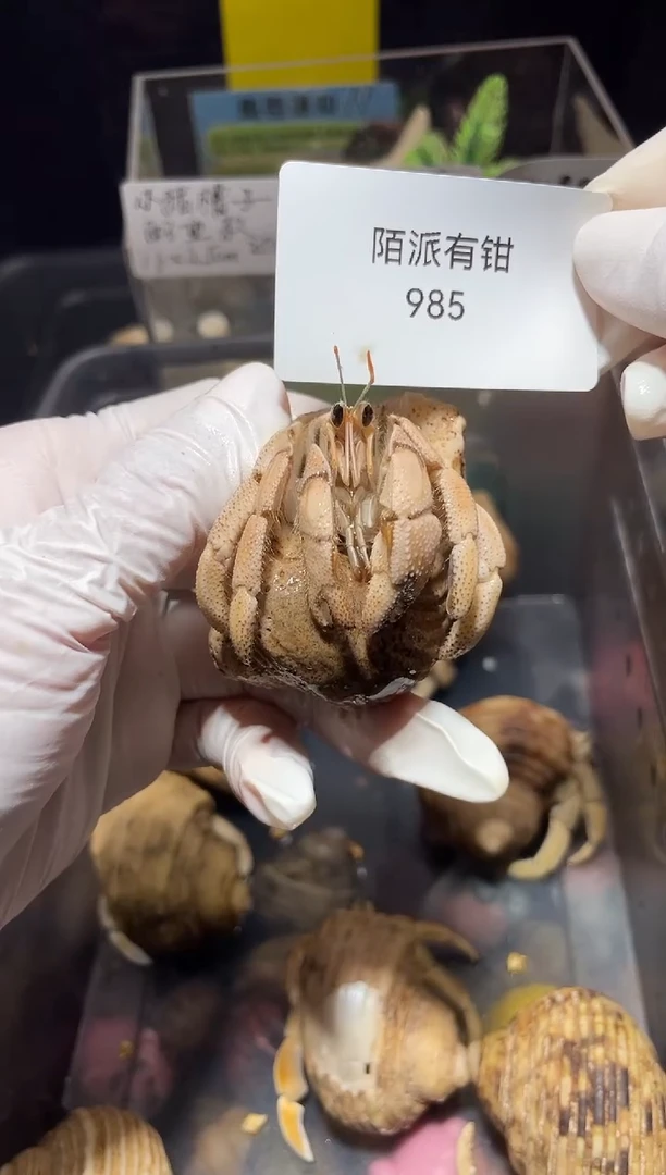 陌派帝国寄居蟹985，圣诞岛灰白