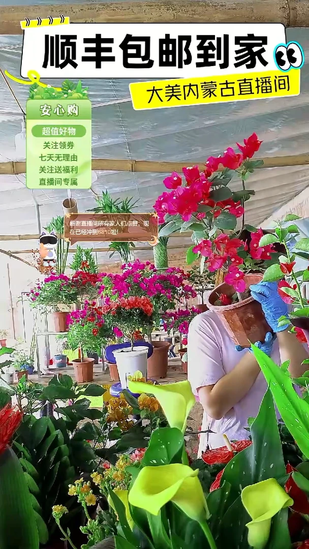 完全开放同安红四年老桩