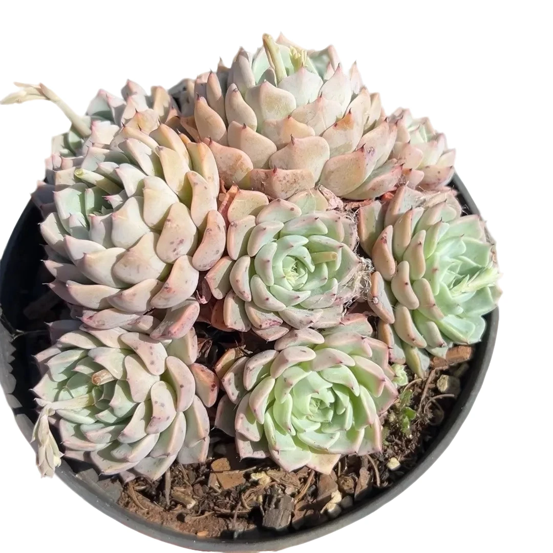 沙罗姬牡丹（多肉植物）满9.9包邮 云南基地源头直发新手好养