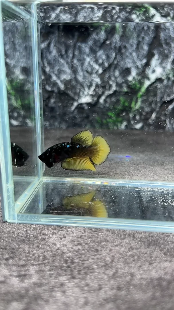 斗鱼竞拍链接A073