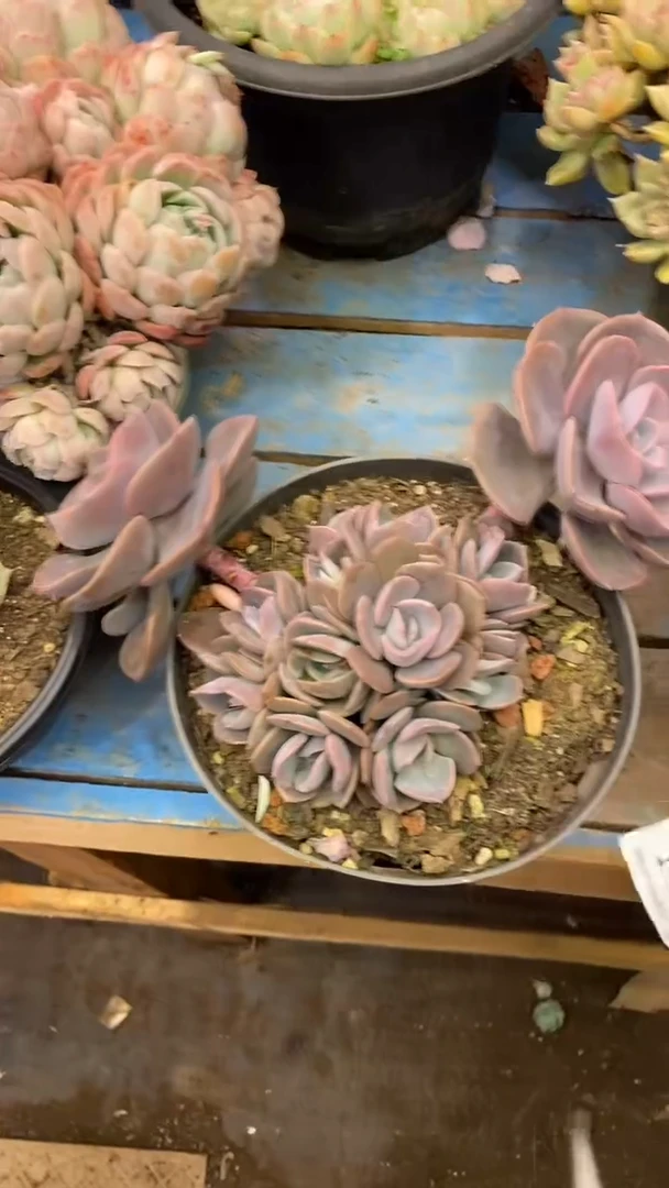 【闪购商品】1445尘埃玫瑰