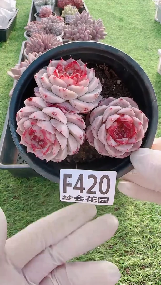【闪购商品】梦会多肉一物一拍