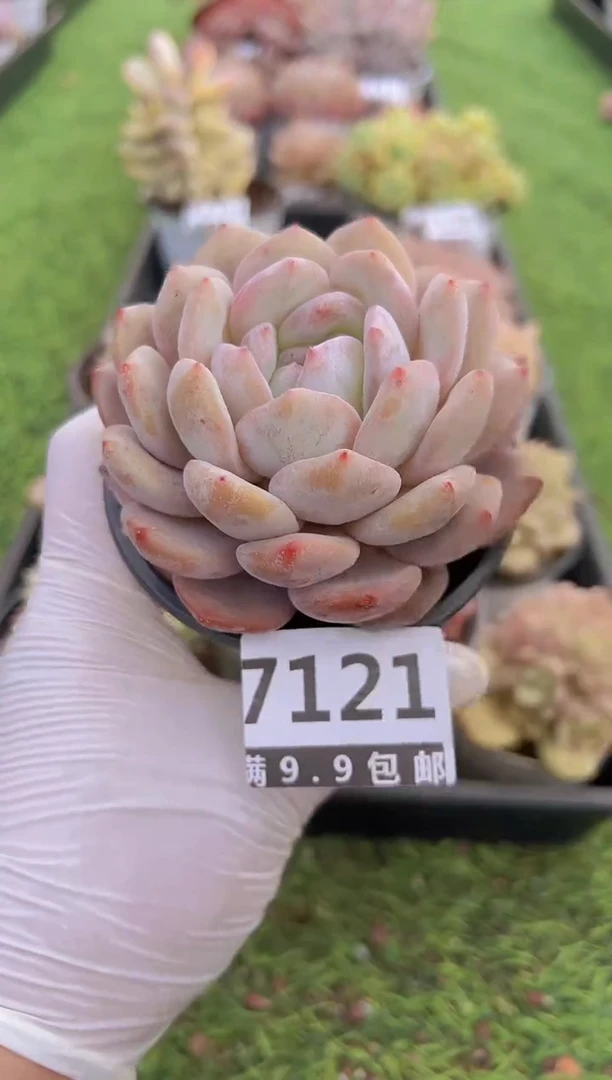 【闪购商品】信福多肉一物一拍