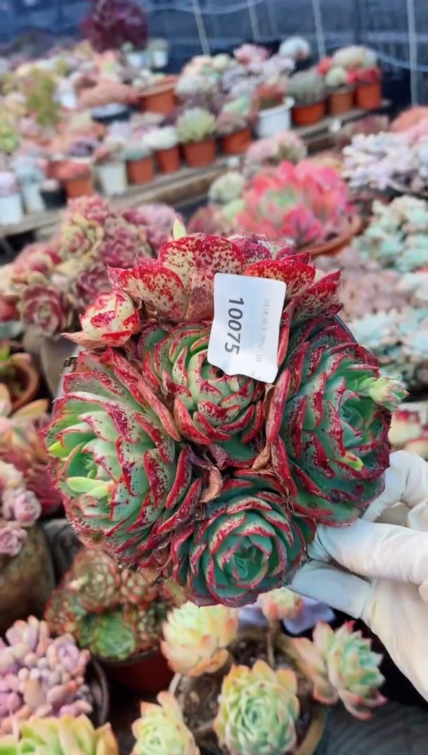 【闪购商品】10075