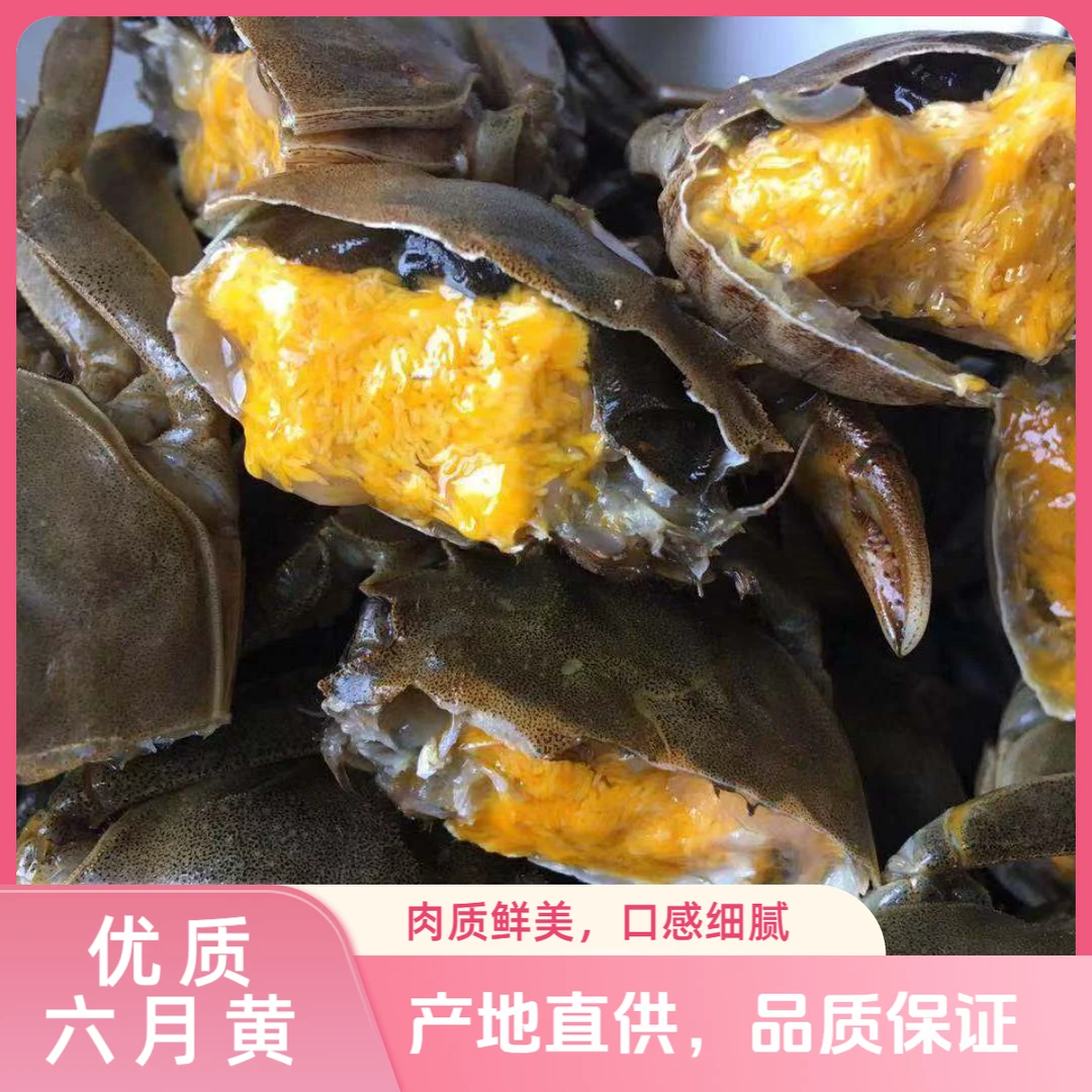 鲜活六月黄螃蟹20只（0.8-1.0两/只）